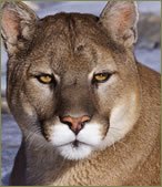 cougar