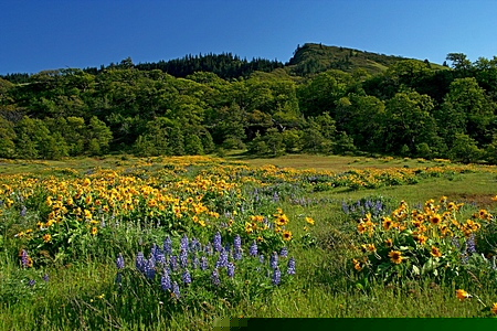 Tom McCall Point