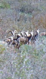 Balsomroot along the trail