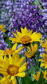 Balsomroot along the trail
