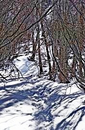 Balsomroot along the trail