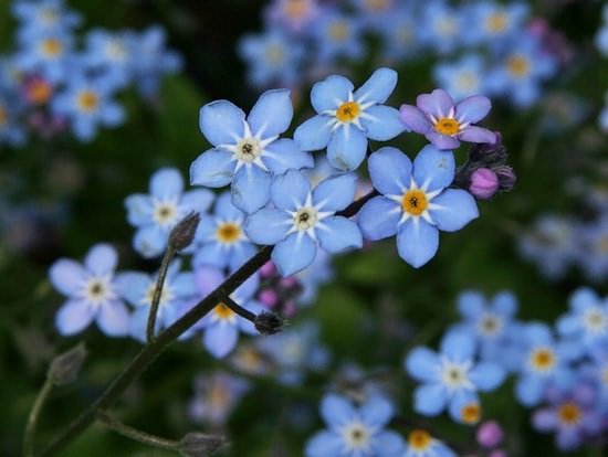 Glitter - Blue – Wildflowers