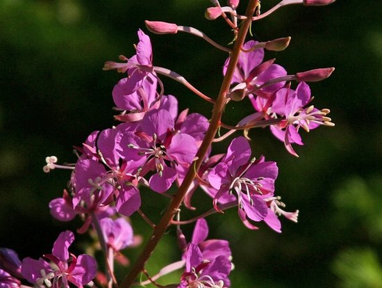 Pink Wildflower Guide