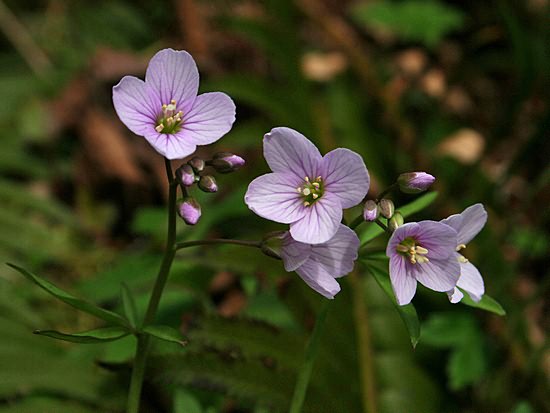 Purple Wildflower Guide