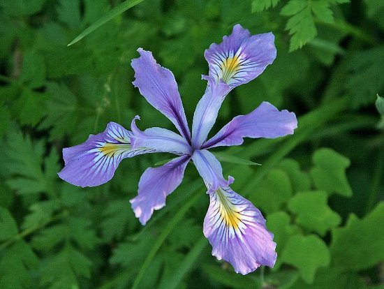 Purple Wildflowers Garland, 5ft