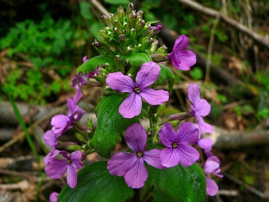 Purple Wildflower Guide