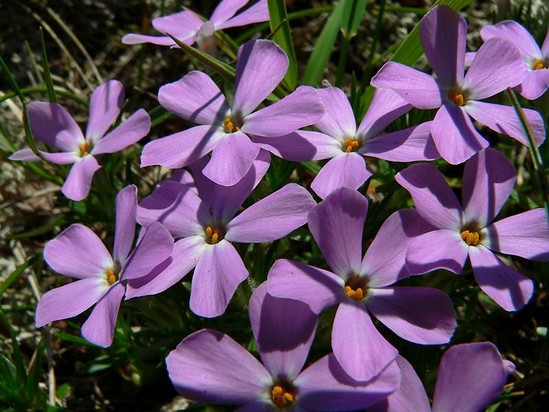 Purple Wildflower Guide