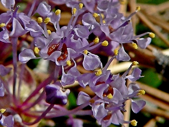 20 Spring Wild Flowers Pick: Purple & Yellow [63992