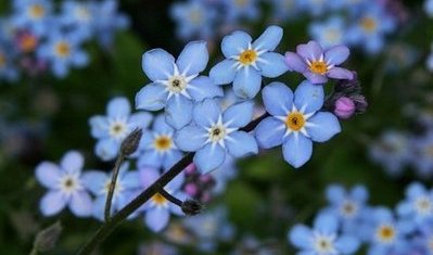 Forget-me-not Wildflowers