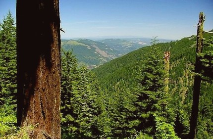 View northeast from the Gordon Creek Trail on Nick Eaton Ridge