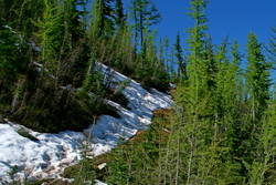 Mountain Goats