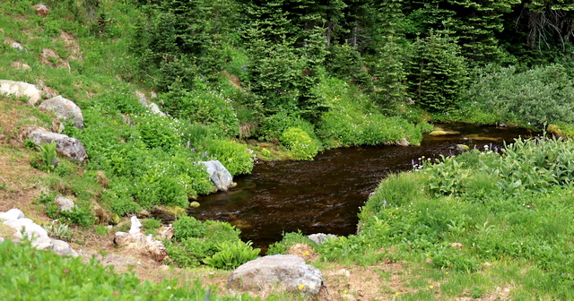 Stream comes out of the ground near Berkeley Park